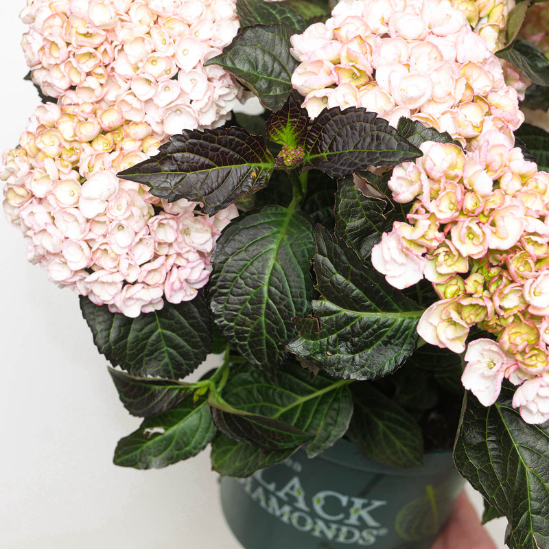 Hydrangea macrophylla Midnight Pearl — 23cm / 5L