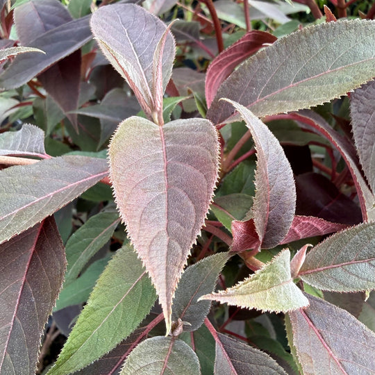 Hydrangea aspera 'Hot Chocolate' Plants - Outdoor GROW TROPICALS
