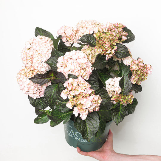 Hydrangea macrophylla Midnight Pearl Plants - Outdoor GROW TROPICALS