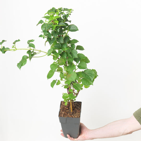 Hydrangea anomala subsp. petiolaris 15cm / 1.5L Plants - Outdoor GROW TROPICALS
