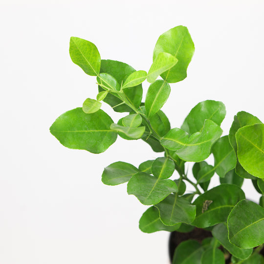Citrus hystrix 12cm Plants GrowTropicals