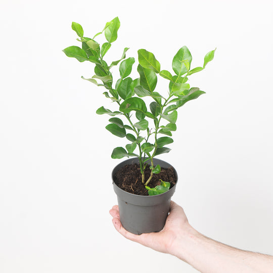 Citrus hystrix 12cm Plants GrowTropicals