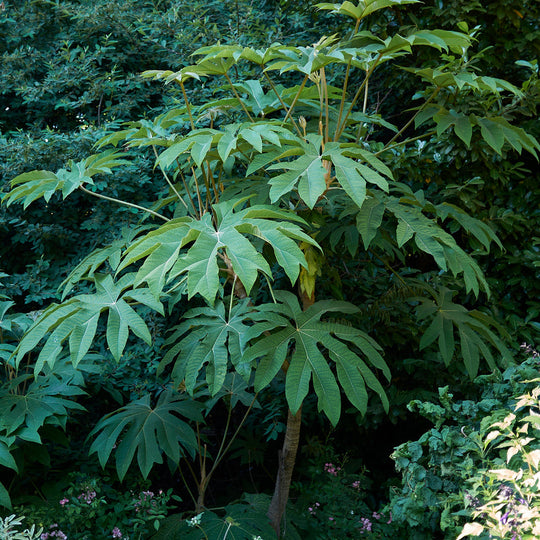 Tetrapanax papyrifer Plants - Outdoor GROW TROPICALS