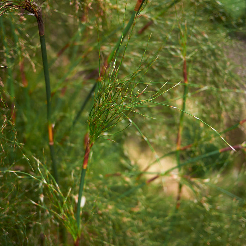 Rhodocoma capensis Plants - Outdoor GROW TROPICALS