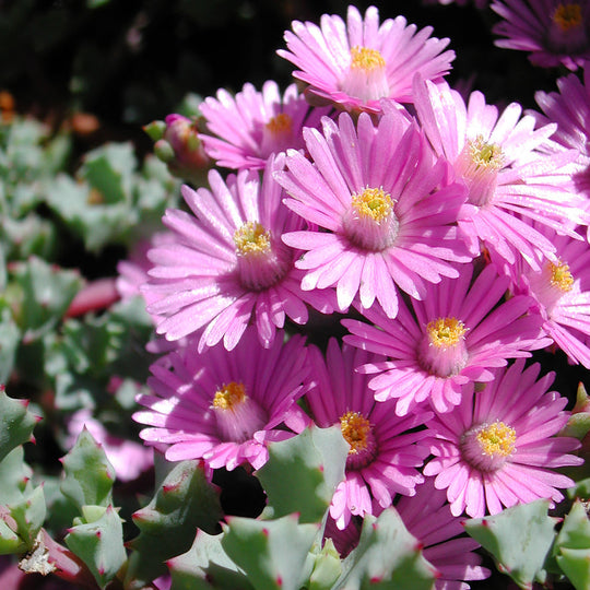 Oscularia deltoides Plants - Outdoor GROW TROPICALS