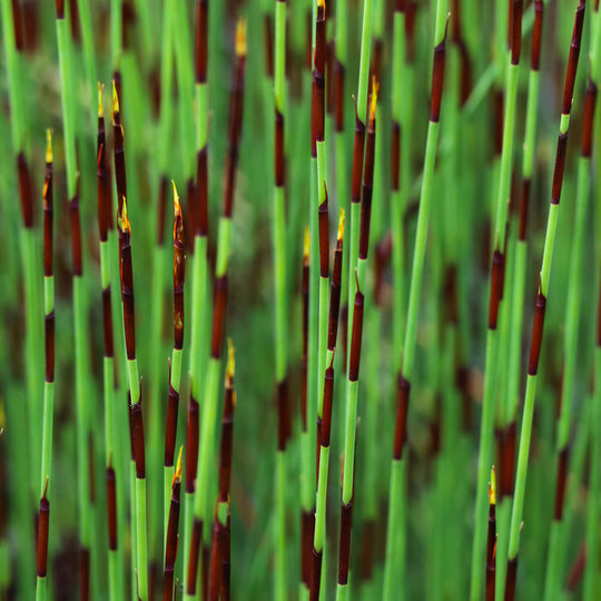 Elegia tectorum Plants - Outdoor GROW TROPICALS