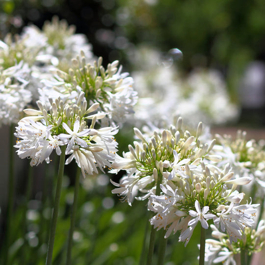 Agapanthus africanus White Plants - Outdoor GROW TROPICALS