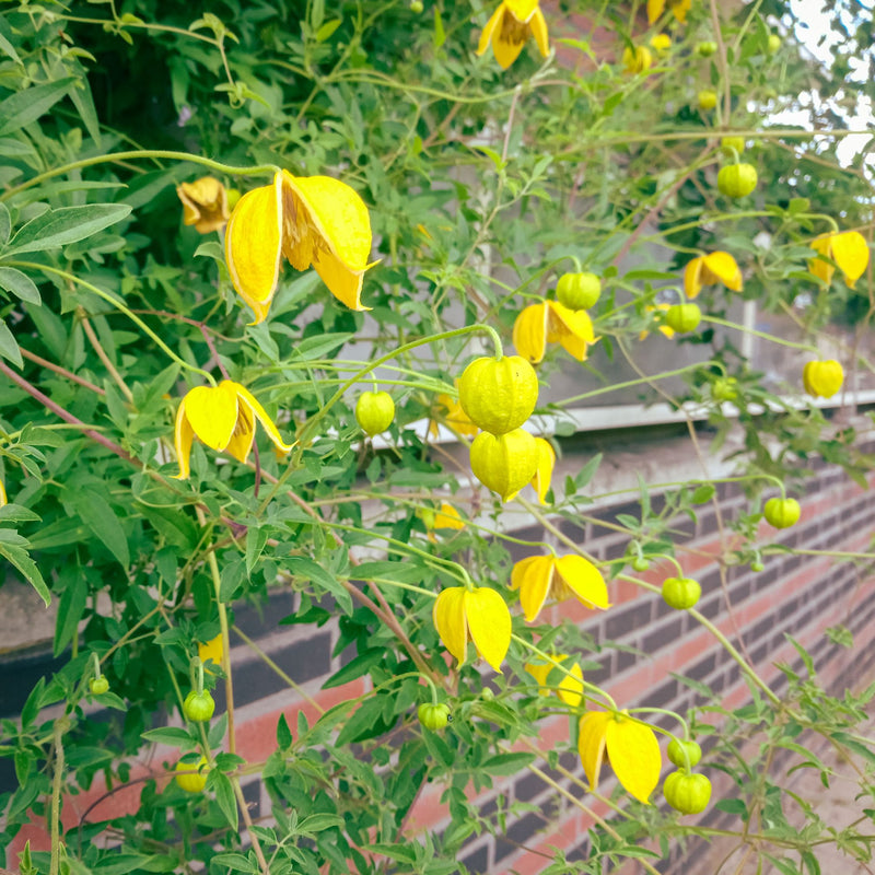 Clematis tibetana subsp. tangutica