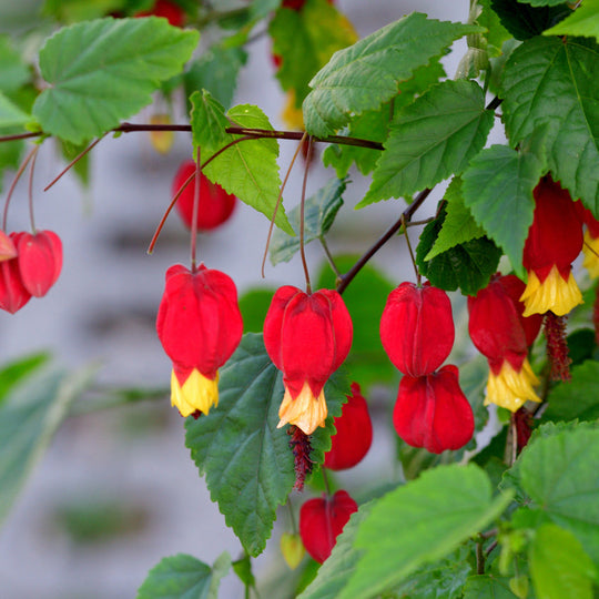 Abutilon megapotamicum Plants - Outdoor GROW TROPICALS