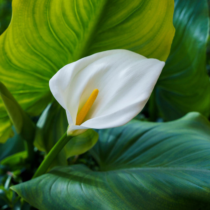 Zantedeschia aethiopica 'White' Plants - Outdoor GROW TROPICALS