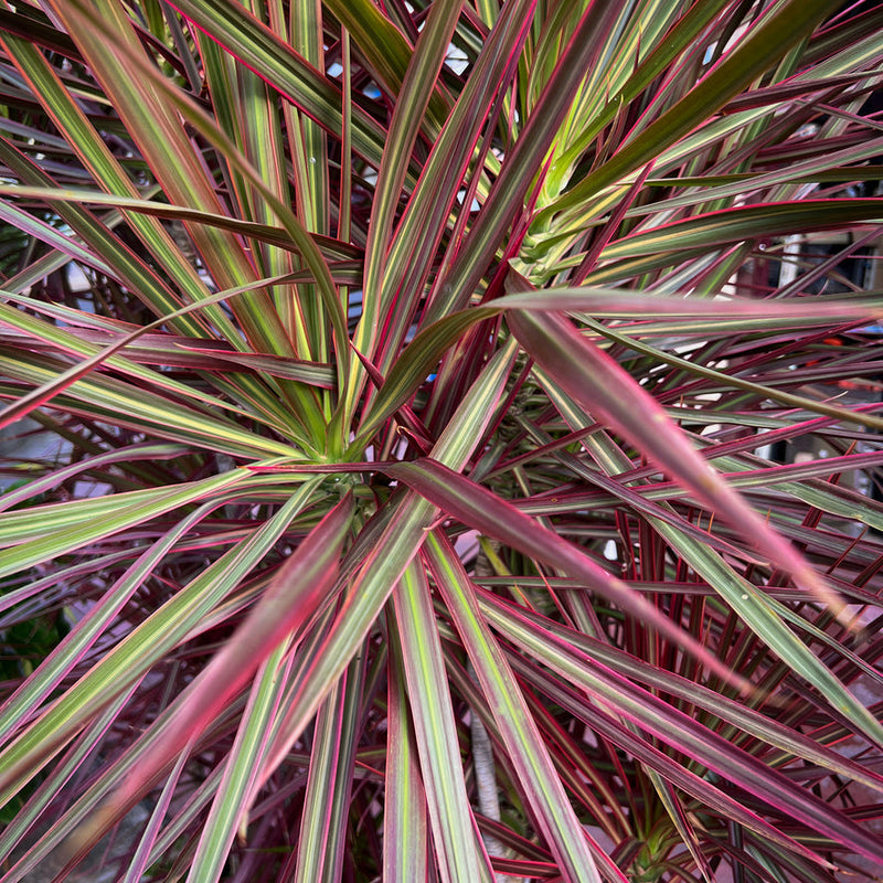 Pennisetum 'Fireworks' Plants - Outdoor GROW TROPICALS