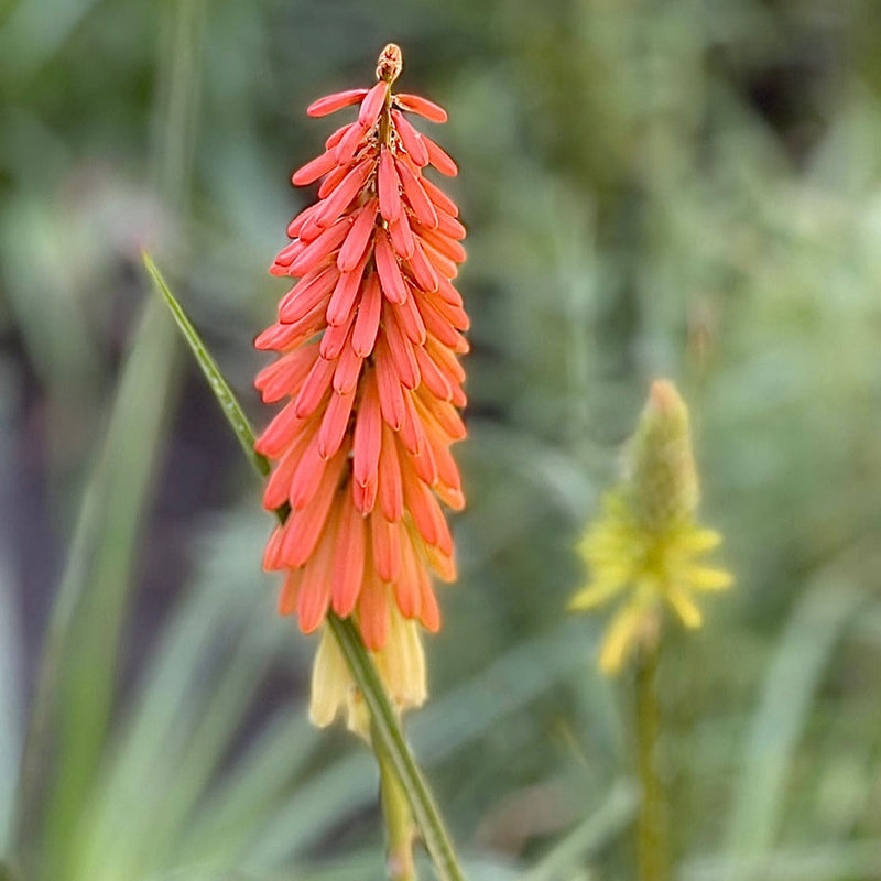 Kniphofia 'Flamenco' (Red Hot Poker) Plants - Outdoor GROW TROPICALS
