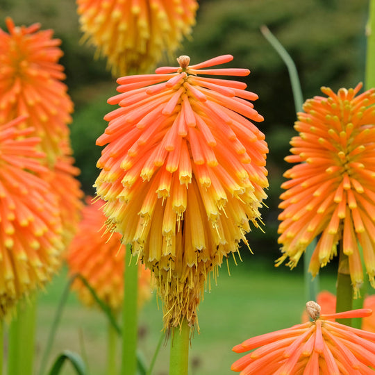 Kniphofia rooperi Plants - Outdoor GROW TROPICALS