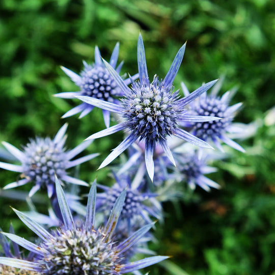 Eryngium bourgatii Plants - Outdoor GROW TROPICALS