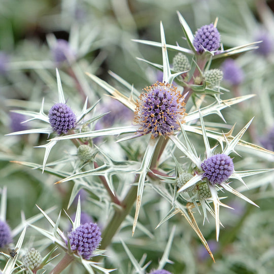 Eryngium variifolium Plants - Outdoor GROW TROPICALS