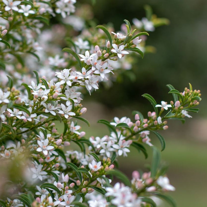 Eriostemon myoporoides Plants - Outdoor GROW TROPICALS