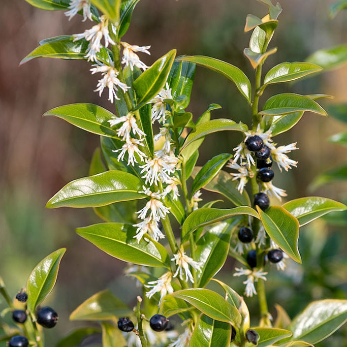 Sarcococca confusa Plants - Outdoor GROW TROPICALS