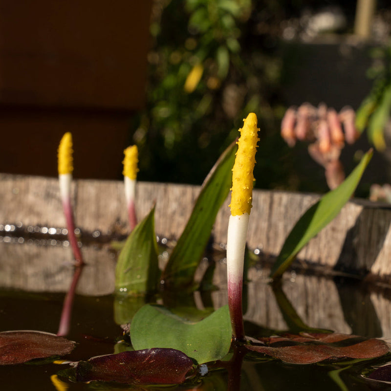 Orontium aquaticum Plants - Outdoor GROW TROPICALS