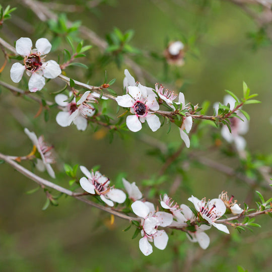 Leptospermum scoparium | Manuka Plants - Outdoor GROW TROPICALS
