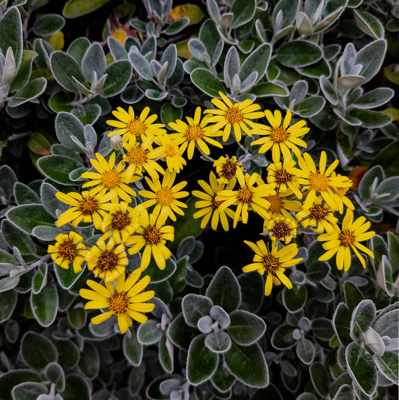 Brachyglottis (Dunedin Group) 'Sunshine' Plants - Outdoor GROW TROPICALS