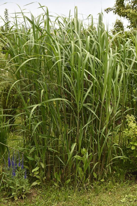 Miscanthus x giganteus Plants - Outdoor GROW TROPICALS