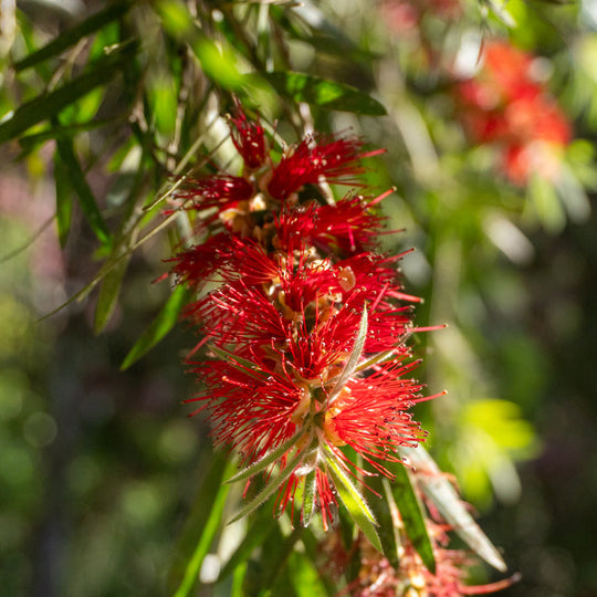 Callistemon salignus (Willow Bottlebrush) Plants - Outdoor GROW TROPICALS
