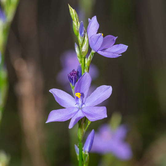Aristea ecklonii (Blue Stars) Plants - Outdoor GROW TROPICALS
