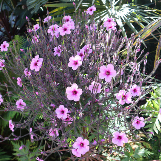 Geranium maderense | Giant Herb-Robert Plants - Outdoor GROW TROPICALS