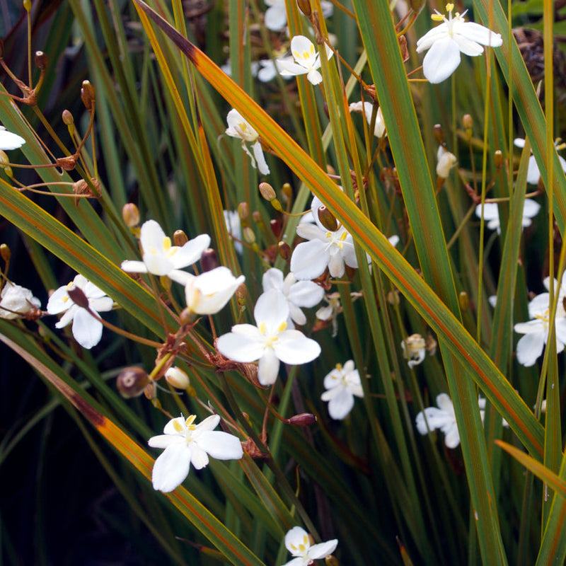 Libertia peregrinans Plants - Outdoor GROW TROPICALS