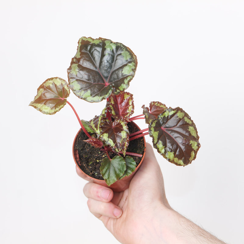 Begonia ignita Plants GrowTropicals