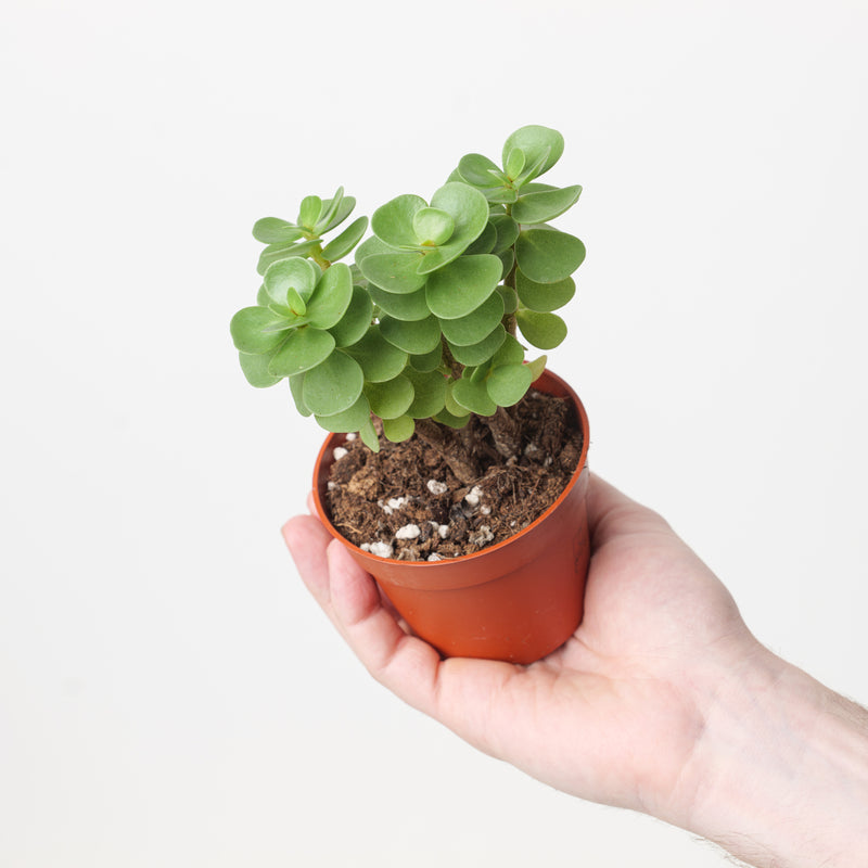 Portulacaria molokiniensis 'Ihi' — 9cm