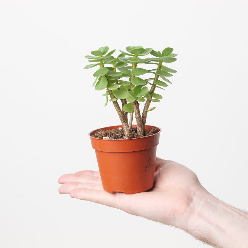 Portulacaria molokiniensis 'Ihi' Plants GrowTropicals
