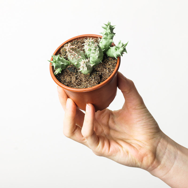 Orbea Hesperidum (Stapeliad) Plants GrowTropicals