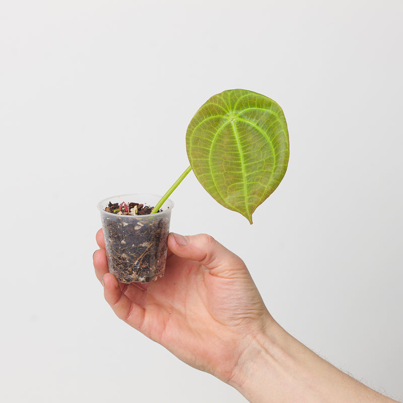 Pilea imitans Plants GrowTropicals