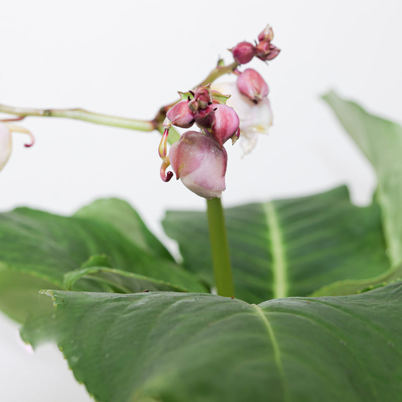 Impatiens mirabilis — 6cm