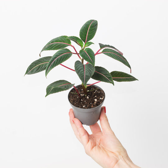 Impatiens morsei 'Velvetea' 9cm Plants GrowTropicals