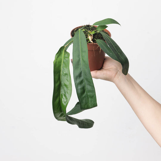 Imperfect Anthurium wendlingeri 12cm Imperfect Plants GrowTropicals