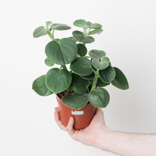 Peperomia incana Plants GrowTropicals