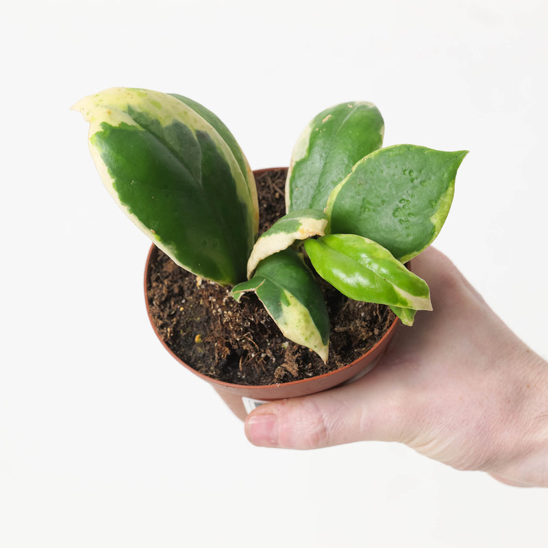 Hoya incrassata albomarginata Plants GrowTropicals