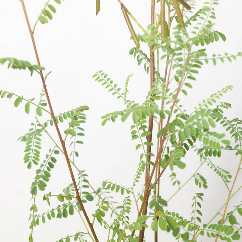 Indigofera heterantha