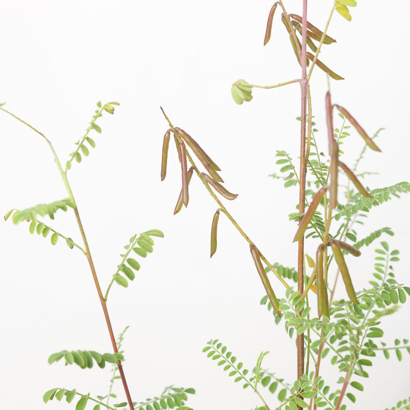 Indigofera heterantha