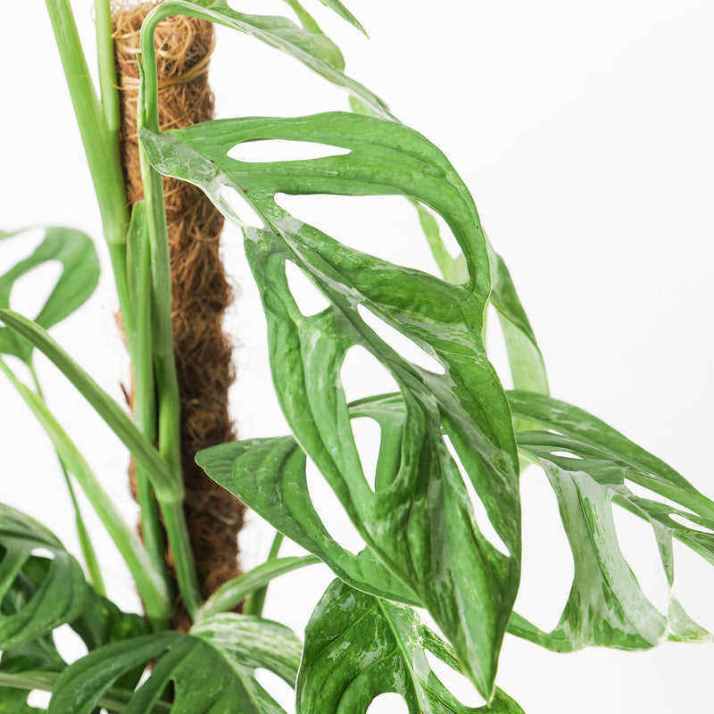 Monstera 'Indo Marble' | Janda Bolong Variegated — 17cm