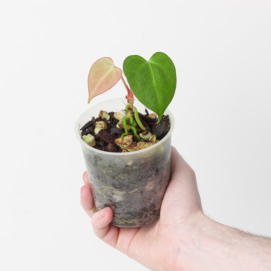Anthurium papillilaminum (Indo) x dressleri (Indo) 9cm Plants GrowTropicals