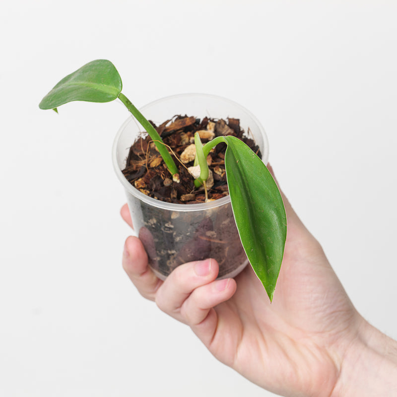 Philodendron inconcinnum Plants GrowTropicals