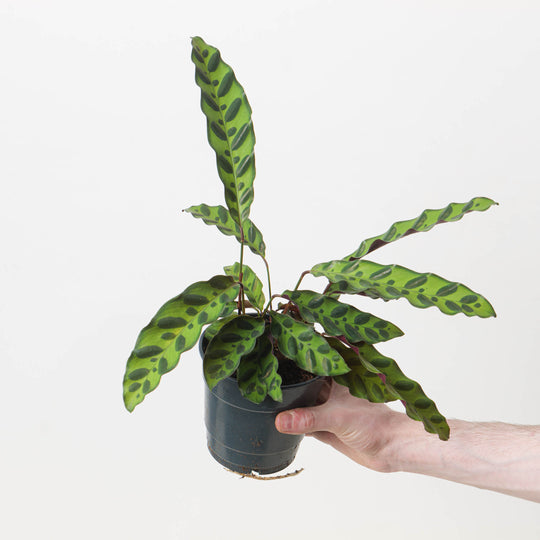 Calathea lancifolia 'Insignis' 12cm Plants GrowTropicals