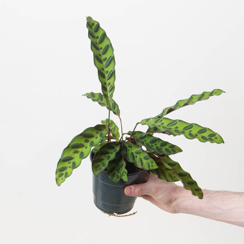 Calathea lancifolia 'Insignis' — 12cm