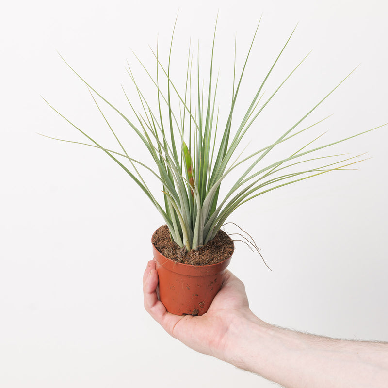 Tillandsia iopinata | Air Plant Plants GrowTropicals