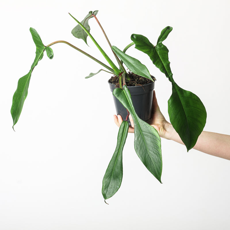 Philodendron joepii 15cm Plants GrowTropicals