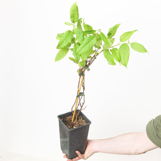 Actinidia arguta Issai Plants - Outdoor GROW TROPICALS