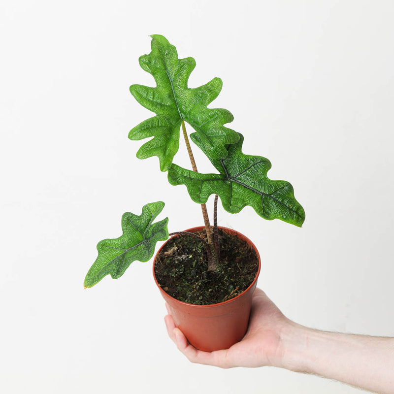 Alocasia sp. 'Jacklyn' 12cm Plants GrowTropicals